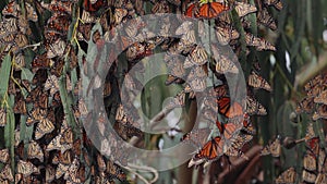 Monarch butterflies clusters in the limbs of majestic Eucalyptus trees.
