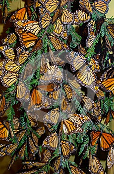 Monarch Butterflies Danaus Plexippus photo