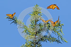 Monarch Butterflies Danaus plexippus on an evergreen tree
