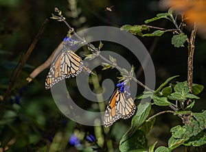 Monarch butterflies Danaus plexippus feeding in the Mexican sanctuary of El Capulin, Donato Guerra, eating nectar and pollen photo