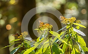 Monarch butterflies Danaus plexippus feeding on nectar and yellow flower pollen at the Sanctuary photo