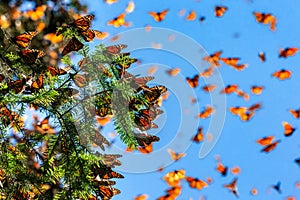 Monarch butterflies Danaus plexippus are flying on the background of the blue sky in a park El Rosario, Reserve of the Biosfera