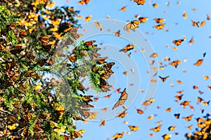 Mariposas Ellos son volador sobre de cielo azul en reservar de 