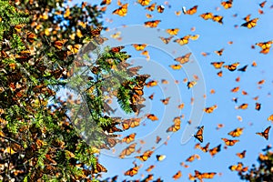 Mariposas Ellos son volador sobre de cielo azul en reservar de 