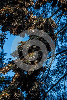 Monarch butterflies Danaus plexippus grouped in a pine tree i photo