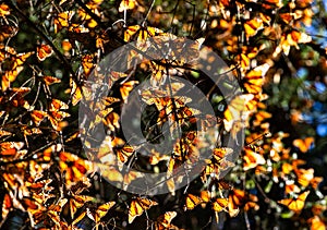 Monarch butterflies Danaus plexippus are sitting on branches in the forest in the park El Rosario, Reserve of the Biosfera