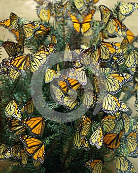 Monarch Butterflies Diorama