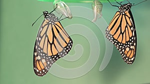 Monarch butterflies drying their wings after emerging from their chrysalis