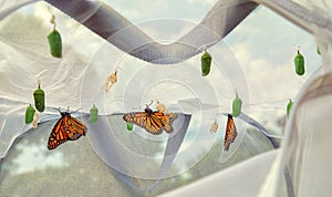 Monarch butterflies emerging in butterfly raising habitat cage