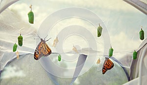 Monarch butterflies emerging in butterfly raising habitat cage