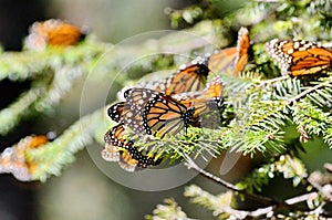 Monarch Butterflies fluttering on trees at Sierra Chincua photo