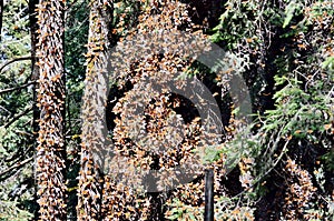 Monarch Butterflies fluttering on trees at Sierra Chincua photo