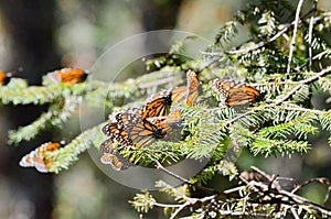 Monarch Butterflies fluttering on trees at Sierra Chincua photo