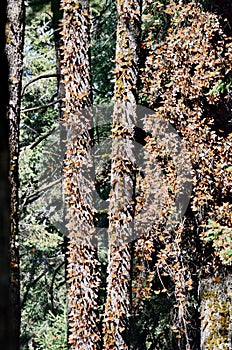 Monarch Butterflies fluttering on trees at Sierra Chincua photo