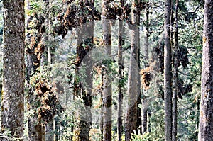 Monarch Butterflies fluttering on trees at Sierra Chincua photo