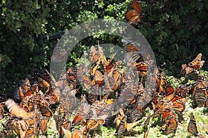 Monarch Butterflies fly
