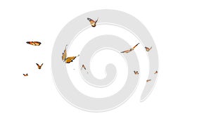 Monarch butterflies flying loop random in the scene on white and black background.