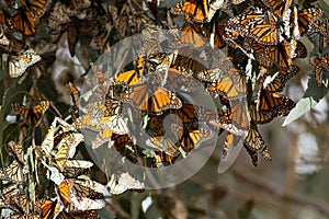 Monarch butterflies gathered on a tree branch during the autumn