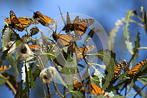 Monarch butterflies gathered on a tree branch during the autumn