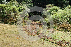 Monarch Butterflies on the ground at El Rosario Monarch Butterfly Preserve