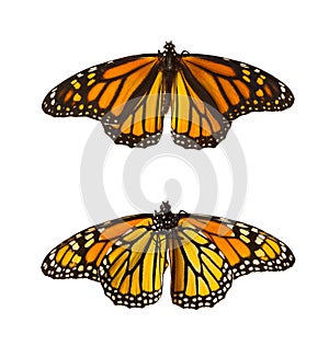 Monarch Butterflies, Isolated