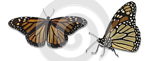 Monarch butterflies isolated over white background