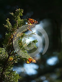 Monarch butterflies on juniper tree branch