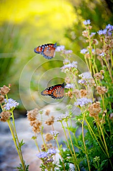 Monarch butterflies landing on garden flowers to feed on nectar and lay eggs for future generations.