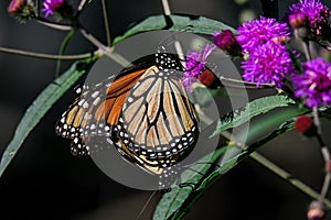 Monarch butterflies mating on ironweed flower.