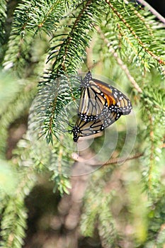 Monarch Butterflies Mating in Nature Setting - Side view 2 - Danaus plexippus