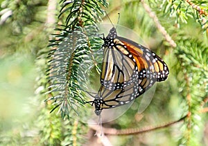 Monarch Butterflies Mating in Nature Setting - Side view - Danaus plexippus