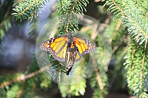 Monarch Butterflies Mating in Nature Setting - Top View - Danaus plexippus