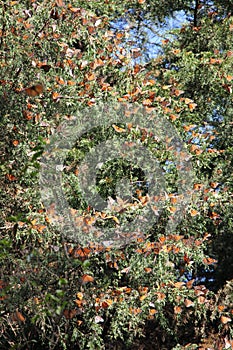 Monarch Butterflies Mexico photo