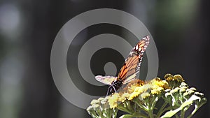 Monarch butterflies in mexico nature sanctuary