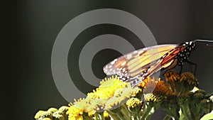 Monarch butterflies in mexico nature sanctuary