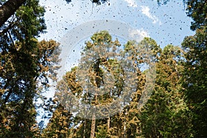 Monarch butterflies in Michoacan