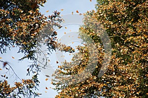 Monarch butterflies in Michoacan