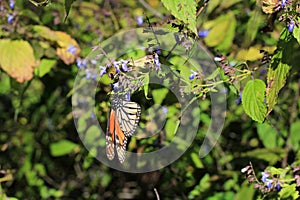 Monarch Butterflies, Michoacan, Mexico