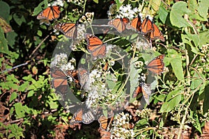 Monarch Butterflies, Michoacan, Mexico