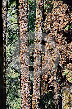 Monarch Butterflies, Michoacan, Mexico