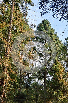 Monarch Butterflies, Michoacan, Mexico