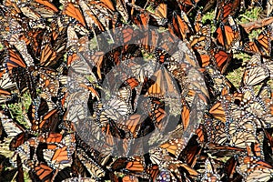 Monarch Butterflies, Michoacan, Mexico