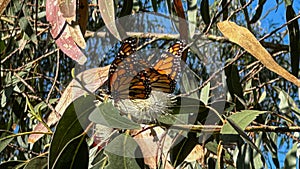Monarch Butterflies migrate south throughout California in winter.