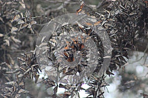 Monarch Butterflies migrating and clustered in trees