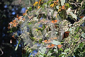 Monarch Butterflies Migration photo