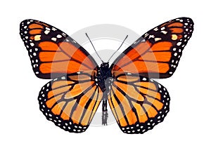 Monarch butterflies. multicolored colorful monarch butterflies isolated on white.