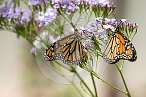 Monarch Butterflies at Palmitos Park, Maspalomas, Gran Canaria, Canary Islands, Spain