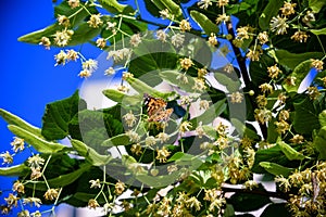 Monarch butterflies perform annual migrations across America which have been called one of the most spectacular natural phenomena