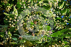 Monarch butterflies perform annual migrations across America which have been called one of the most spectacular natural phenomena