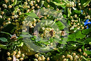 Monarch butterflies perform annual migrations across America which have been called one of the most spectacular natural phenomena